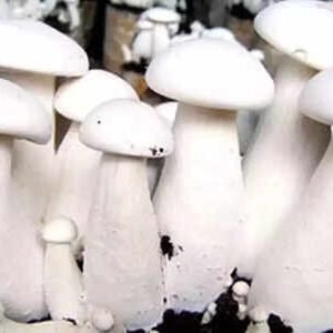%e0%b4%95%e0%b5%82%e0%b5%ba