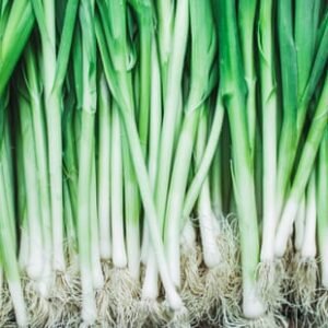 spring-onion-%e0%b4%b8%e0%b5%8d%e0%b4%aa%e0%b5%8d%e0%b4%b0%e0%b4%bf%e0%b4%82%e0%b4%97%e0%b5%8d-%e0%b4%93%e0%b4%a3%e0%b4%bf%e0%b4%af%e0%b5%bb