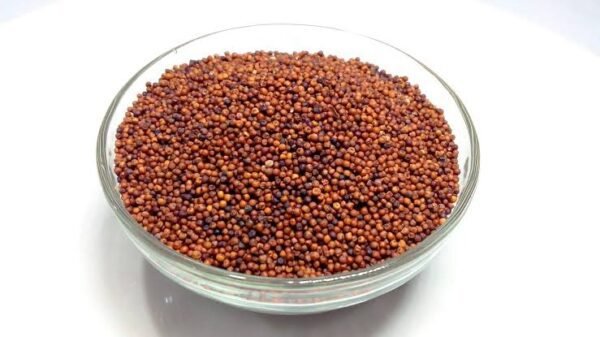 റാഗി / മുത്താറി (Ragi)