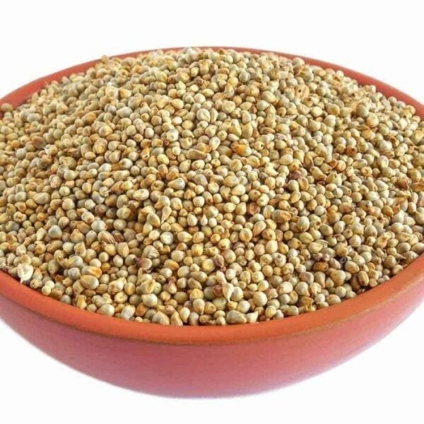 കമ്പം (Pearl Millet / Bajra)