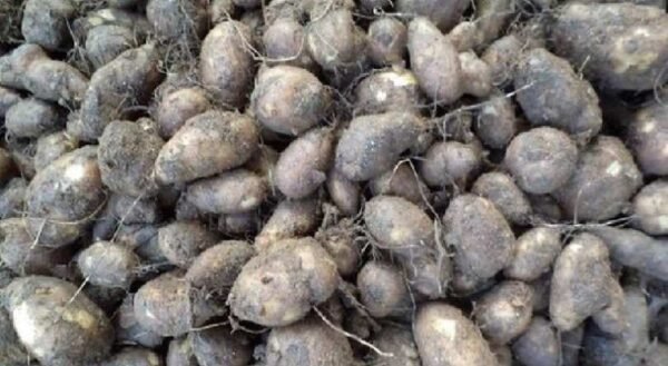 കൂർക്ക (Koorkka)