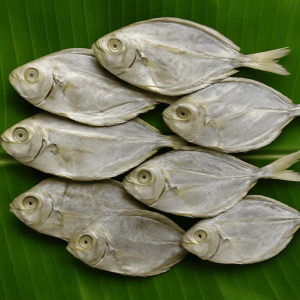ഉണക്ക മുള്ളൻ / Dried Silver Belly